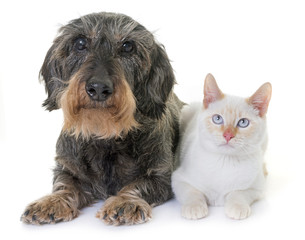 dachshund and kitten