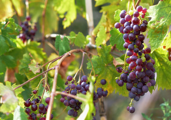 Ligurian Vineyard With Red Grapes