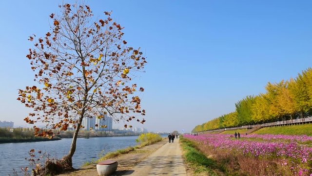 Autumn in Seoul City ,Asan Ginkgo tree Autumn city park.South Korea