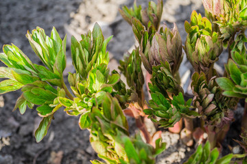 The plant closeup
