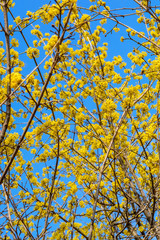 Photo of blooming yellow twig dogwood in garden in spring