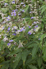 Vitex agnus-castus 'Latifolia' or chasteberry