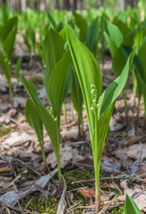 Glade with lilies of the valley in the forest
