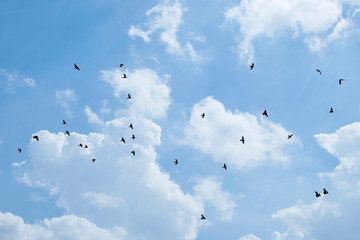 Flock of birds on sky