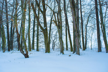 Photo of winter trees near snowy field