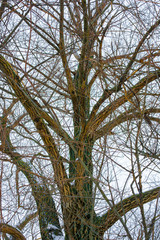 Photo of winter trees near snowy field