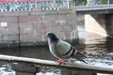 pigeon standing portrait photo