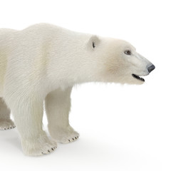 Large male Polar Bear on a white. 3D illustration