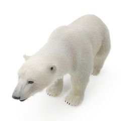 Large male Polar Bear on a white. 3D illustration