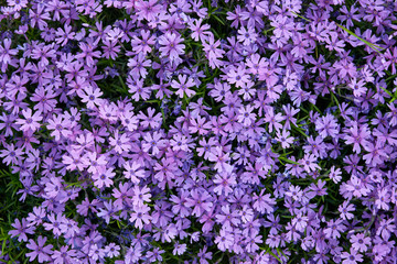 colorful small garden flowers background