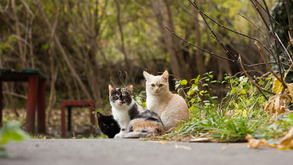 Cat's family