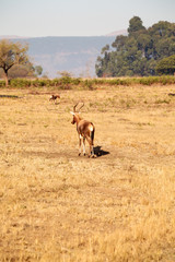  wild impala in the winter  bush