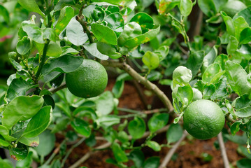 Lime tree