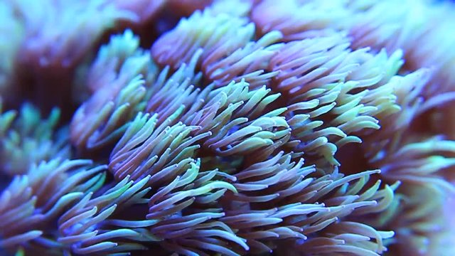Goniopora lps coral in aquarium 