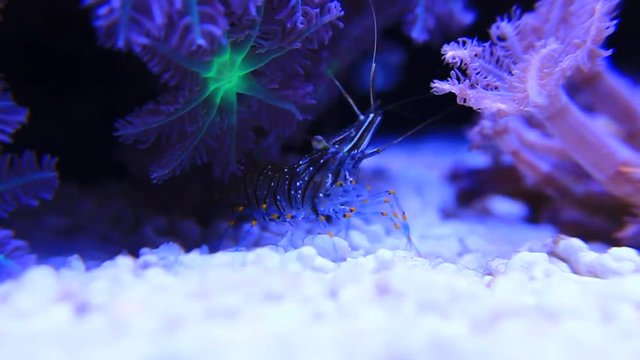Cristal Shrimp - Palaemon Elegans