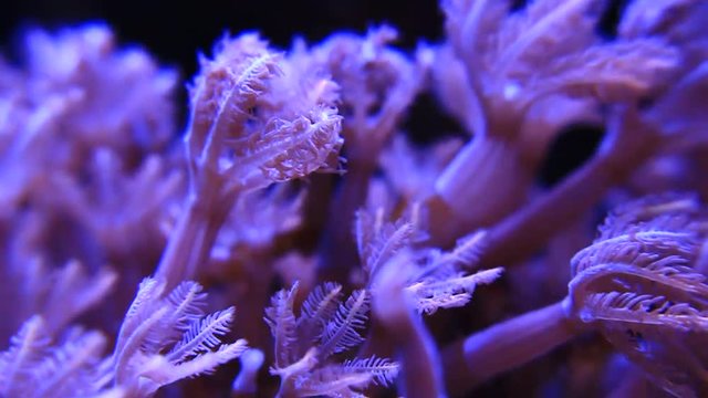 Macro shot of clove polyps coral colony