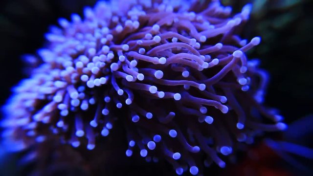 Macro shot of glowing torch coral tentacles