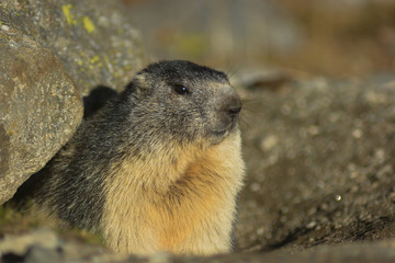 Marmotta (Marmota marmota) - ritratto