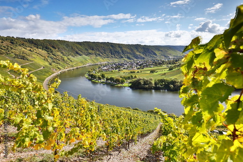 “Weinberge an der Mosel” Stockfotos und lizenzfreie Bilder auf Fotolia