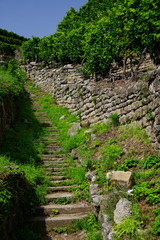 Steile Weinbergrtreppe