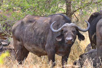 Obraz premium South Africa