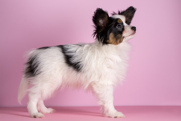 Puppy of papillon breed
