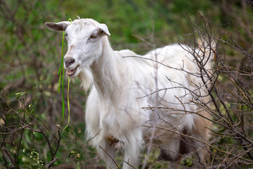 White goat standing on a pasture, Greece