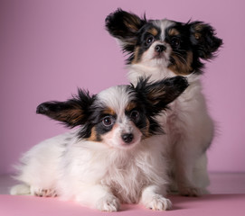 Two cute puppies on a pink background