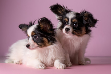 Two cute puppies