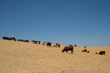 Cows graizing field with blue sky