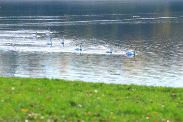 Swans on the lake