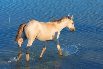 Fototapeta na wymiar White horse walking in water in the swamps, in the evening light 