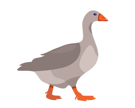 Gray goose isolated on white background, domestic goose in flat style