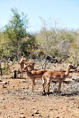Naklejka na ściany i meble wild impala in the winter bush