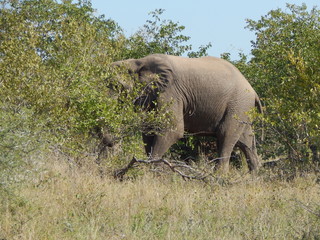 Naklejka premium South African wildlife