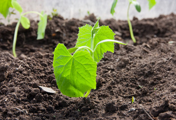 Sprout of cucumber