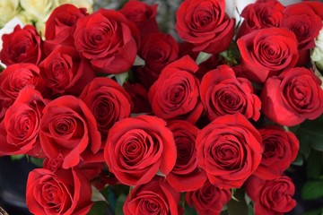 Ein prachtvoller Strauß wunderbarer roter Rosen