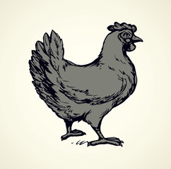 Hen. Vector drawing