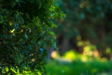 flowers summer South field