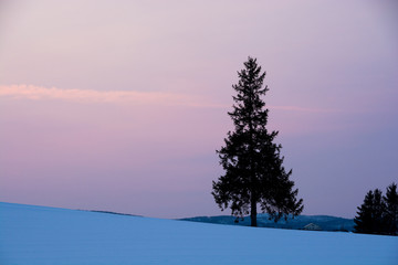 夕暮れの雪原に立つ松の木