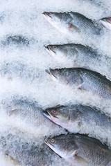 Fish on the tray with ice in the market
