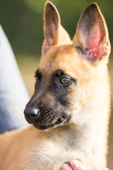 Malinois Welpe Portät