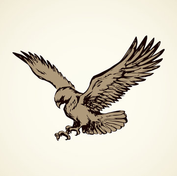 Eagle. Vector drawing