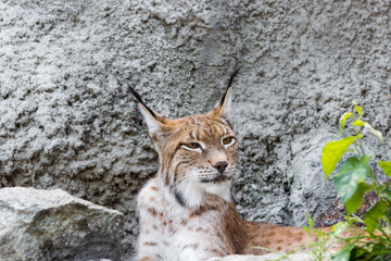 a female of the northern lynx with a brood, in the ruins of a meteorological station in Siberia