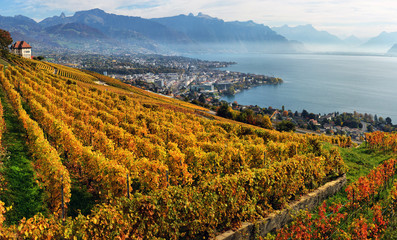 panorama of autumn vineyards in Switzerland