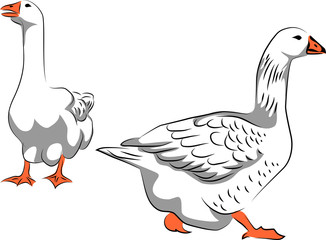 Goose - vector illustration