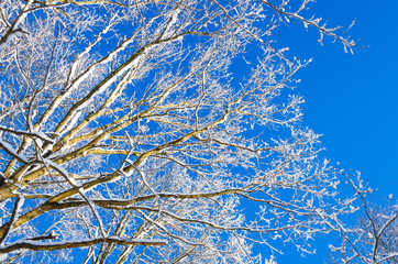 Winter species of snow-covered tree branches against a blue clear frosty sky.