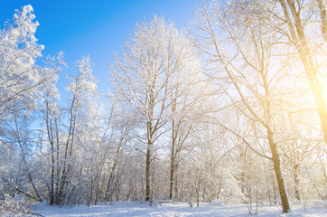 Winter species of snow-covered tree branches against a blue clear frosty sky.