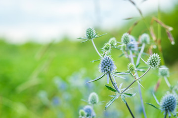 flowers summer South field