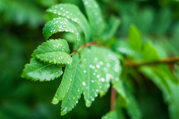 flowers summer South field